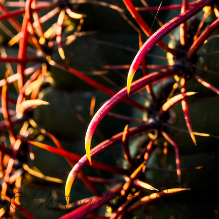 Barrell Cactus Dawn 20141115.jpg