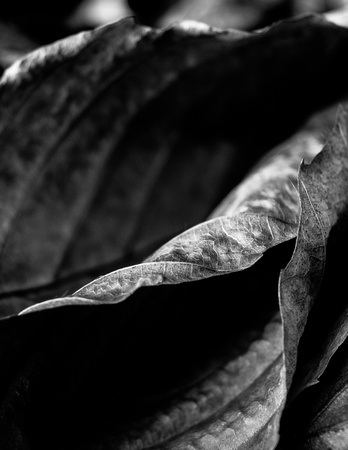 Spiral Leaves 20141025.jpg