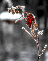Winter Raspberry 20150115.jpg