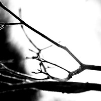 Branches in Light 20150115.jpg