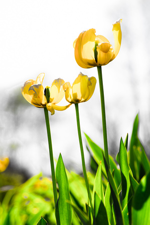 Tulips 20150504.jpg
