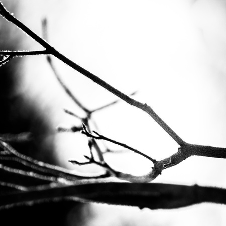 Branches in Light 20150115.jpg