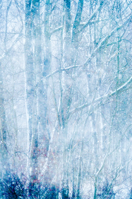 Trees in Snowstorm 1 20150130.jpg
