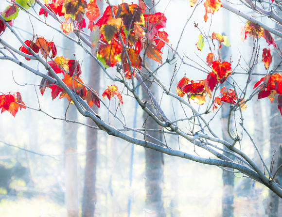 Untitled (Roadside Leaves) 20150907.jpg