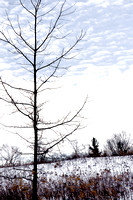 Winter Tree Abstract 20150203.jpg