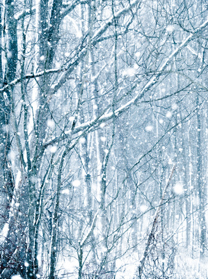 Trees in Snowstorm 2 20150130.jpg
