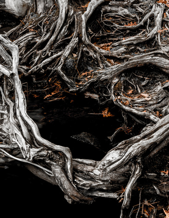 Cradling Roots (Buttermilk Falls, Long Lake)  20141109.jpg