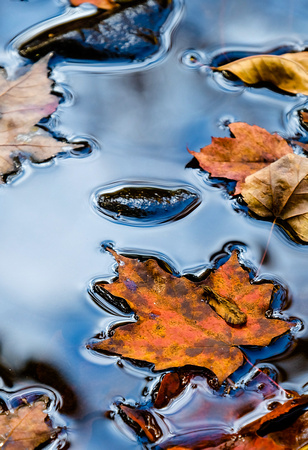 Autumn Tranquility (13th Lake Brook) 20151011.jpg