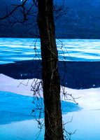 Tree in Winter on Lake George 04092011.jpg