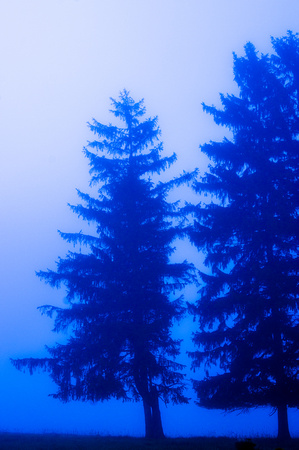 Untitled (Trees in mist) 20150926.jpg