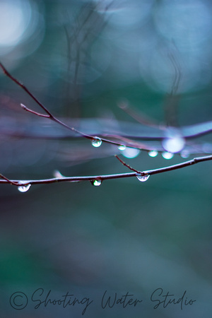 Droplets on Branch 20140115.jpg