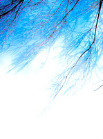 Willow in January 120150113.jpg