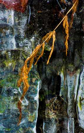 Leaf in Ice 2 20150126.jpg