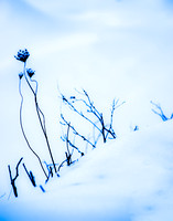Snow Flower Abstract 20150307-2.jpg