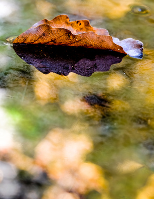 Floating Leaf 20141003.jpg