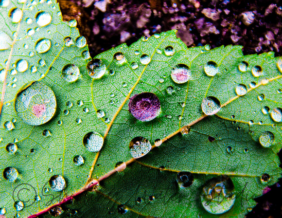Purple Rain 20140906.jpg