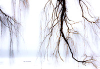 Winter Willows 2 20150320.jpg