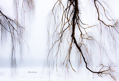 Winter Willows 2 20150320.jpg