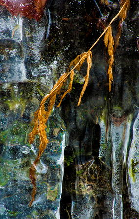 Leaf in Ice 2 20150126.jpg