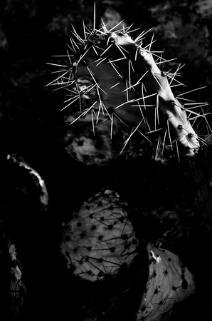 Light on Prickly Pear 20141115.jpg