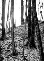 Forest for the Trees 20140115.jpg