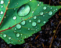 Droplets on Green Leaf 20150708.jpg