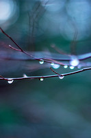 Droplets on Branch 20140115.jpg