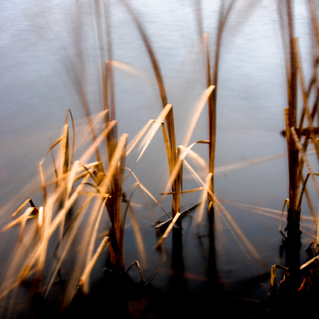 Blowing Reeds 20141206.jpg
