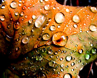 Droplets on Orange 20140906.jpg