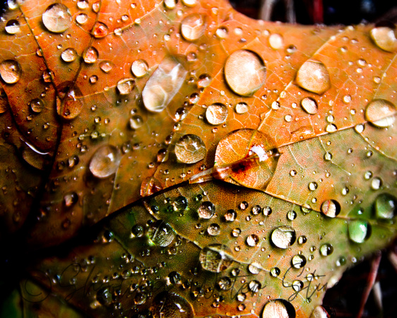 Droplets on Orange 20140906.jpg