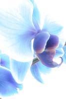 Orchid 20140312.jpg