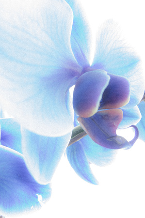 Orchid 20140312.jpg